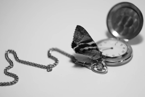 Vintage zseb-órát, és a pillangó - Fotó, kép