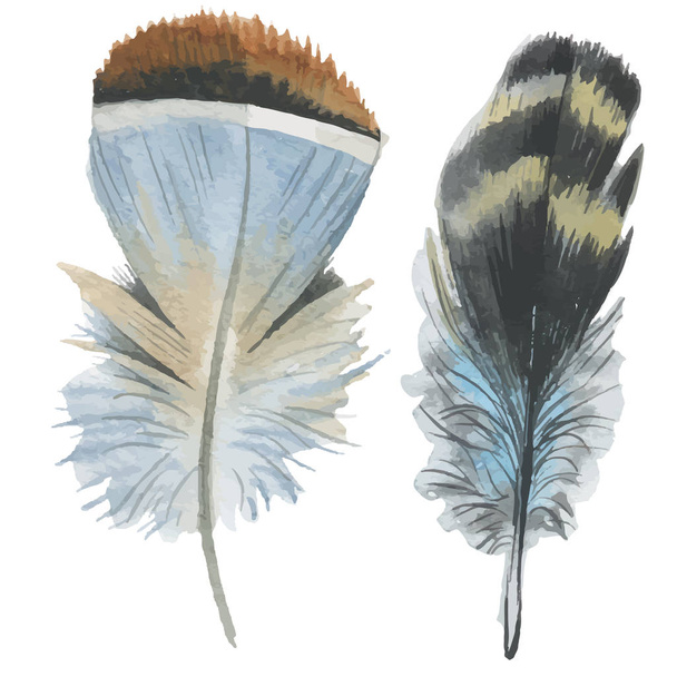 Vector bird feather from wing isolated. - Wektor, obraz