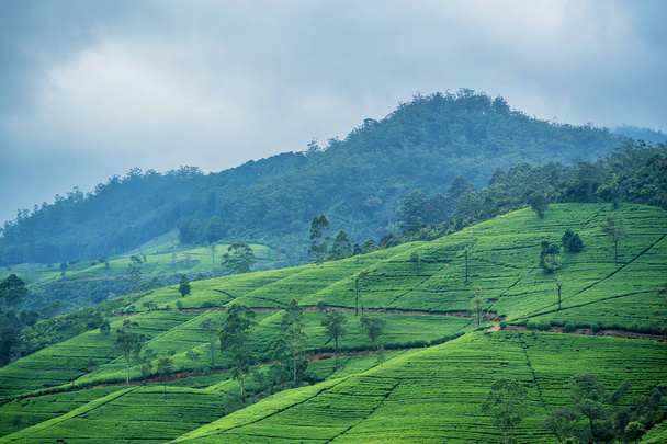 krajobraz plantacji herbaty na Sri Lance - Zdjęcie, obraz