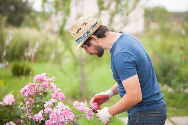 Gardener wearing gloves and straw hat pruning rose flowers - Foto, Bild