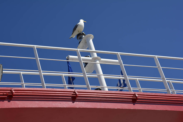 Greece, seagull at transport - Photo, Image