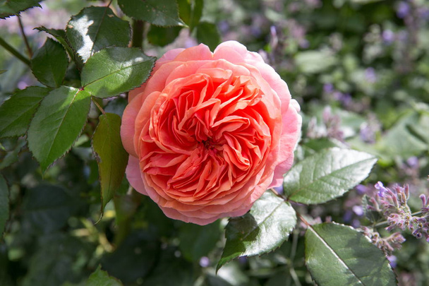 Prachtige roze roos in een tuin - Foto, afbeelding