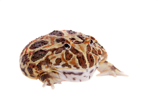 Cranwells horned frog isolated on white - Foto, imagen