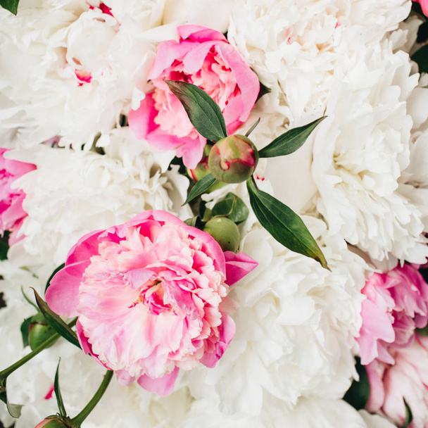Close-up of white and pink peony flowers - Photo, image