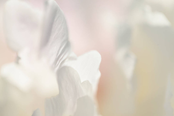 white background from flowers - Фото, зображення