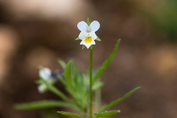 Field pansy (Viola arvensis) plant in flower - Photo, Image