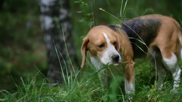 Beagle jí zelené trávě v lese - Záběry, video