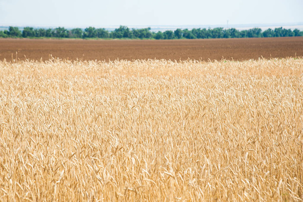 Gold wheat field and blue sky - Valokuva, kuva