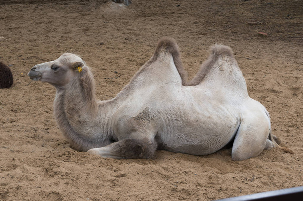 Rusland, Kaloega, ecologisch Park "Biosphere" - Jul 14, 2017: Twee-humped camel op het zand - Foto, afbeelding