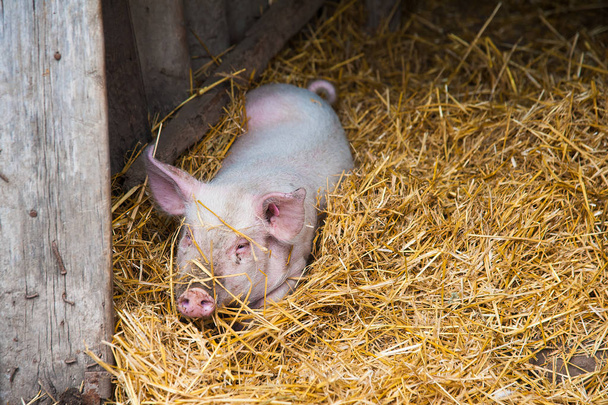 国産豚。村の農場の豚 - 写真・画像