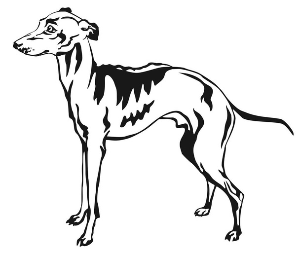Retrato de pé decorativo do italiano Greyhound vector illustr
 - Vetor, Imagem