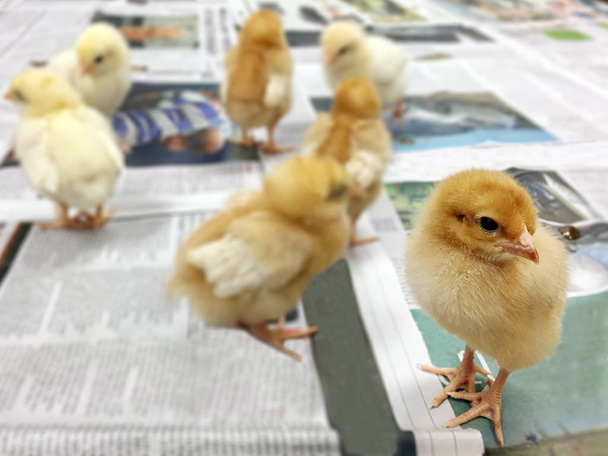 Little newborn chicks  - Photo, Image