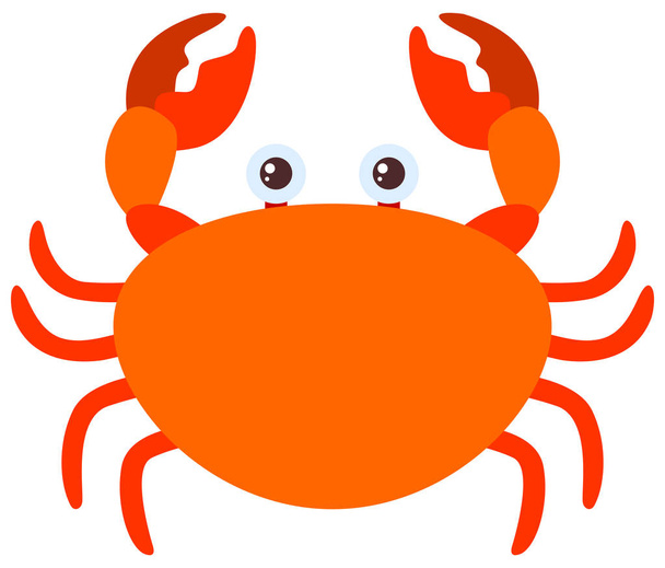 Orange crab on white background - Vector, Image