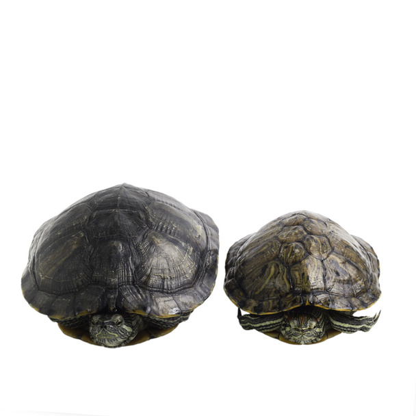 duas tartarugas são isoladas
 - Foto, Imagem