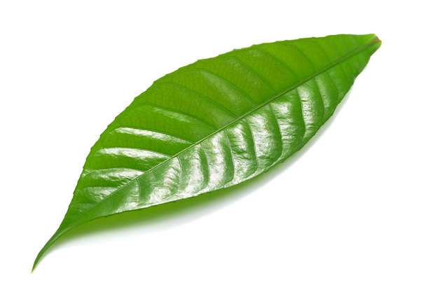 Feuille verte isolée sur fond blanc - Photo, image