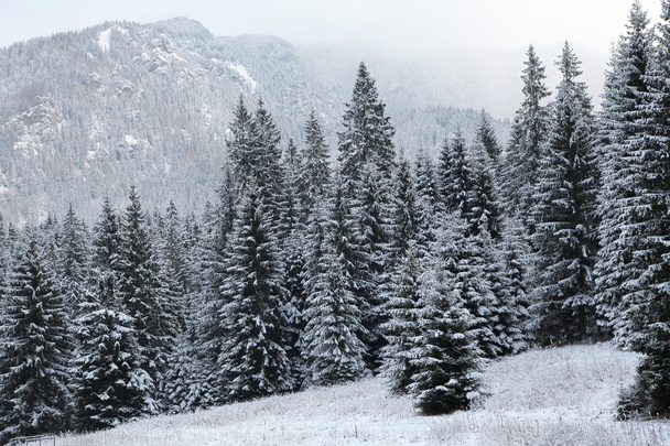 Winter forest - Valokuva, kuva