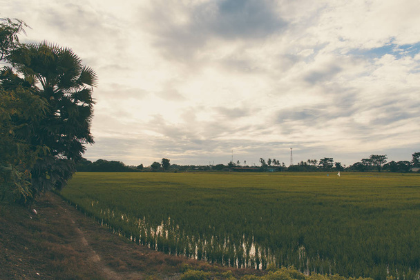 rijst veld groen gras blue sky cloud bewolkt landschap pagina - Foto, afbeelding