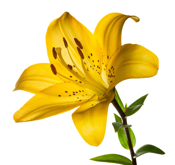 Красивая лилия
 - Фото, изображение