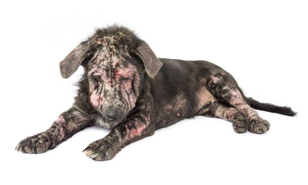 Primer plano perro enfermo lepra problema de la piel con fondo blanco
 - Foto, imagen