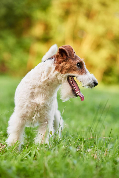 Adorable happy fox terrier dog at the park - Фото, зображення