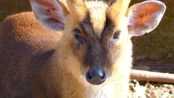 Hint munçağı (Muntiacus muntjak), kırmızı munçağı ve geyik, kabuk olarak da adlandırılır ortak munçağı geyik Güney ve Güneydoğu Asya'da türüdür. IUCN Kırmızı listesi üzerinde en az endişe olarak listelenen. - Video, Çekim