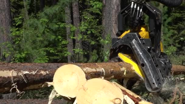 Mechanical arm cuts a freshly chopped tree trunk in a forest - Materiał filmowy, wideo