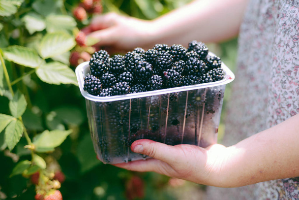 Hands picking blackberries during main harvest season with baske - Photo, Image