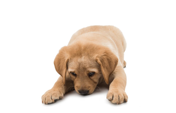 Hond crème abrador - Foto, afbeelding