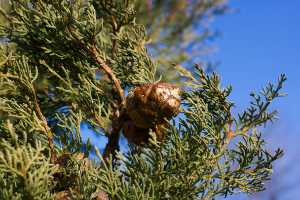 マクロ アリゾナイトスギの枝のストック写真。針葉樹。針葉樹のトウヒ - 写真・画像