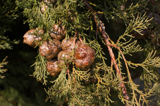 Macro stock fotografie van de tak van Cupressus arizonica. Conifer naalden. Vuren naaldhout - Foto, afbeelding