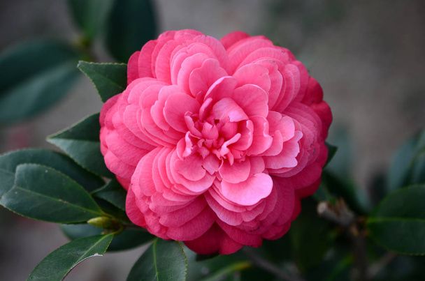 la Camellia japonica
 - Foto, Imagen