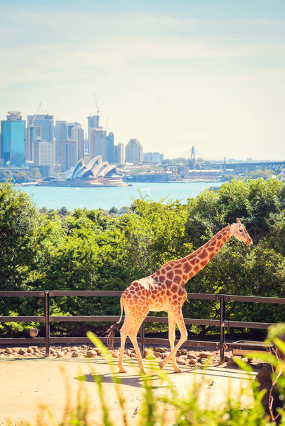 Jirafa con la ciudad de Sydney
 - Foto, Imagen