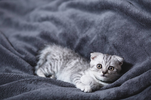 Sleeping cute gray kitten on the bed - Photo, Image