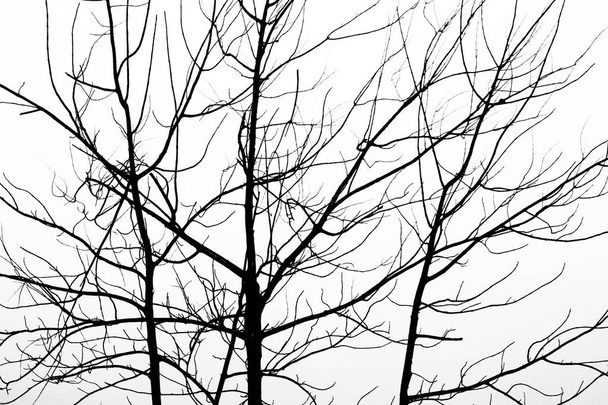 Arka plan gri gökyüzü ile ölü ağaç dalı, soyut.  - Fotoğraf, Görsel