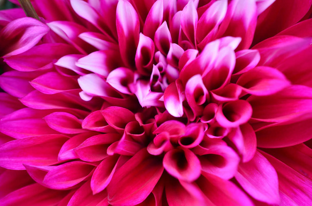 Yakın çekim pembe dahlia çiçeği - Fotoğraf, Görsel