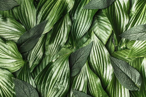 Creative background made green leaves - Foto, afbeelding
