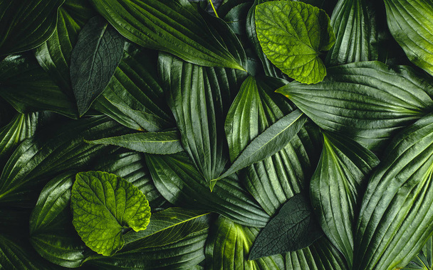 Creative background made green leaves - Φωτογραφία, εικόνα