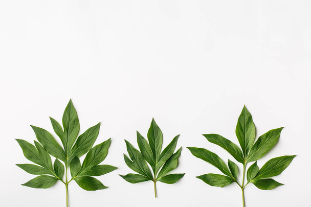White background with green leaves, flat composition - Foto, Imagem