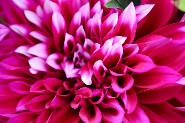 Close-up roze dahlia bloem - Foto, afbeelding