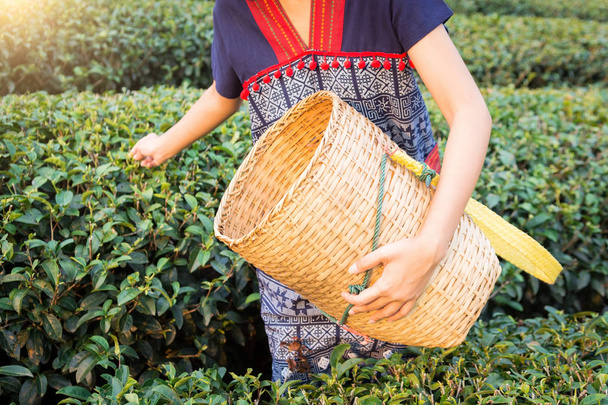 Азія жінка збору чайного листя в чай плантації  - Фото, зображення