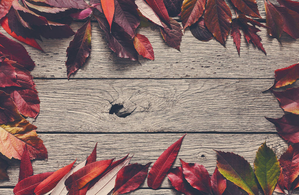 Fall season background, red rowan leaves - Photo, Image
