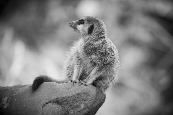 Meerkat posado sobre una roca
 - Foto, imagen