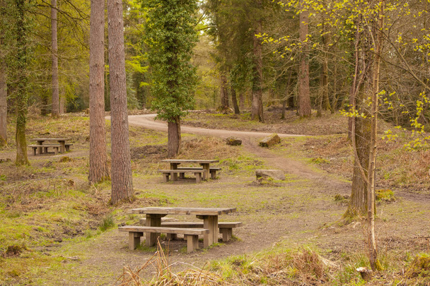 Picknicktische im Wald - Foto, Bild