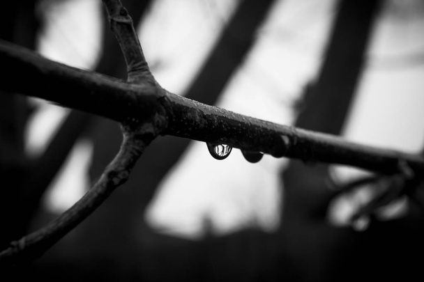 Le gocce di pioggia pendono da un ramoscello bagnato
 - Foto, immagini