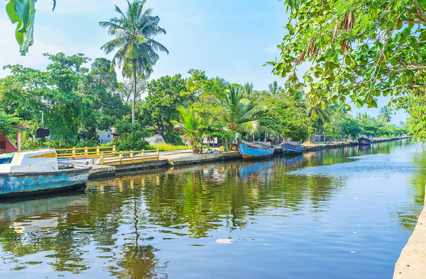 The tropic nature along Hamilton's Canal, Colombo - Фото, изображение