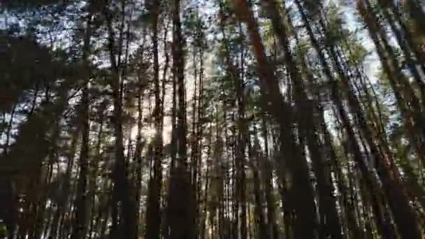 Ağaçların arasından güneş ışığı Glints. - Video, Çekim