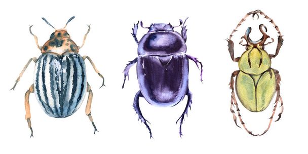 Beetle. Isolated on white background.  - Foto, Imagem