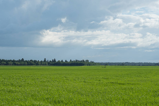 Sky and grass background, fresh green fields under the blue sky in summer - Фото, зображення