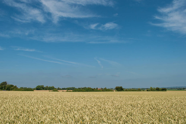 grain field on island of Mon in Denmark  - Фото, изображение
