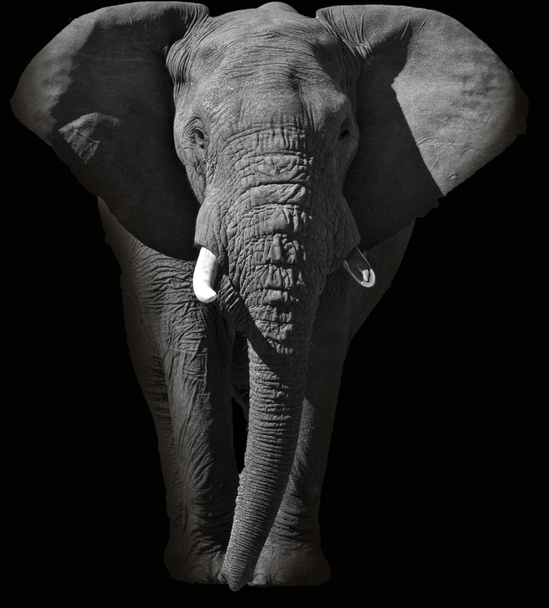 Retrato de elefante africano enorme
 - Foto, Imagem